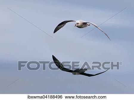 Flying Northern Fulmar (Fulmaris glacialis) reflected in the water, Spitsbergen, Norway, Europe View Large Photo Image Stock Photograph - Flying Northern Fulmar (Fulmaris glacialis) reflected in the water, Spitsbergen, Norway, Europe. Fotosearch