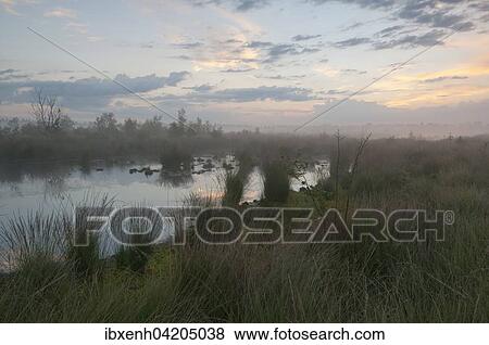 Fog in the morning in the Moor, Emsland, Lower Saxony, Germany, Europe View Large Photo Image Stock Photo - Fog in the morning in the Moor, Emsland, Lower Saxony, Germany, Europe. Fotosearch