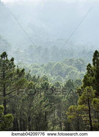Forest, fog, mountains, L'Ospedale Alta Rocca, Corsica, France, Europe View Large Photo Image Stock Photograph - Forest, fog, mountains, L'Ospedale Alta Rocca, Corsica, France, Europe. Fotosearch