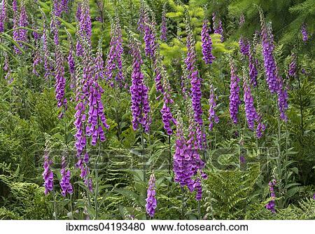 Foxglove (Digitalis purpurea), Kellerwald nature park, Huddingen, North Hesse, Hesse, Germany, Europe View Large Photo Image Stock Image - Foxglove (Digitalis purpurea), Kellerwald nature park, Huddingen, North Hesse, Hesse, Germany, Europe. Fotosearch