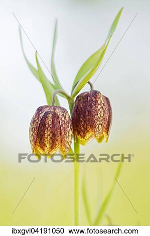 Stock Image - Fritillaries flowers (Fritillaria orientalis) in Divaca, Slovenia, Europe. Fotosearch