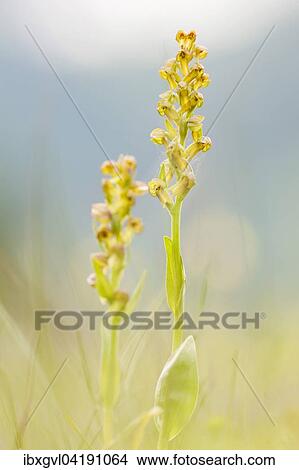 Frog orchid (Coeloglossum viride) in an Alpine meadow, Mallnitz, Carinthia, Austria, Europe View Large Photo Image Picture - Frog orchid (Coeloglossum viride) in an Alpine meadow, Mallnitz, Carinthia, Austria, Europe. Fotosearch