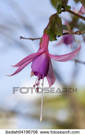 Fuchsia (Fuchsia), North Rhine-Westphalia, Germany, Europe View Large Photo Image Stock Photo - Fuchsia (Fuchsia), North Rhine-Westphalia, Germany, Europe. Fotosearch