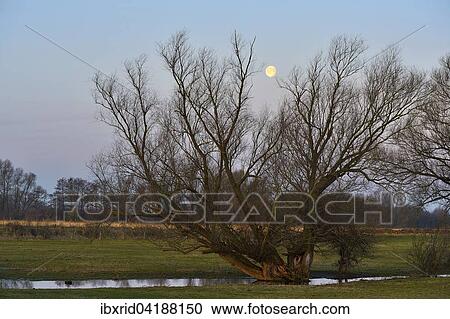 Full moon over an old tree, Wesel, Niederrhein, North Rhine-Westphalia, Germany, Europe View Large Photo Image Stock Image - Full moon over an old tree, Wesel, Niederrhein, North Rhine-Westphalia, Germany, Europe. Fotosearch