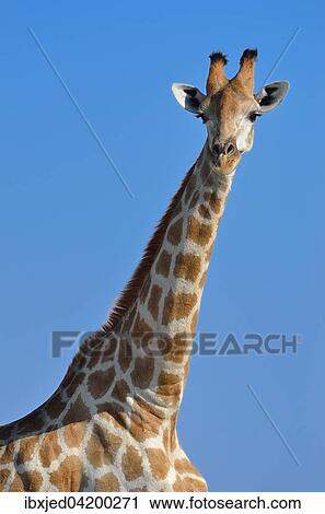 Giraffe (Giraffa camelopardalis), Etosha National Park, Namibia, Africa View Large Photo Image Stock Image - Giraffe (Giraffa camelopardalis), Etosha National Park, Namibia, Africa. Fotosearch