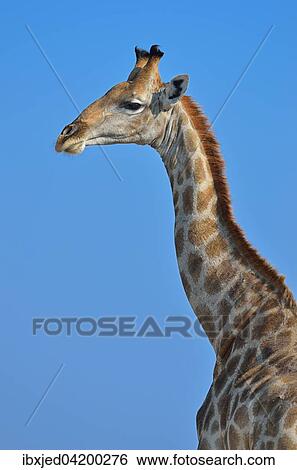 Giraffe (Giraffa camelopardalis), Etosha National Park, Namibia, Africa View Large Photo Image Stock Photograph - Giraffe (Giraffa camelopardalis), Etosha National Park, Namibia, Africa. Fotosearch
