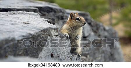 Golden-mantled ground squirrel (Spermophilus lateralis), Waterton Lakes National Park, Alberta Province, Canada, North America View Large Photo Image Stock Image - Golden-mantled ground squirrel (Spermophilus lateralis), Waterton Lakes National Park, Alberta Province, Canada, North America. Fotosearch