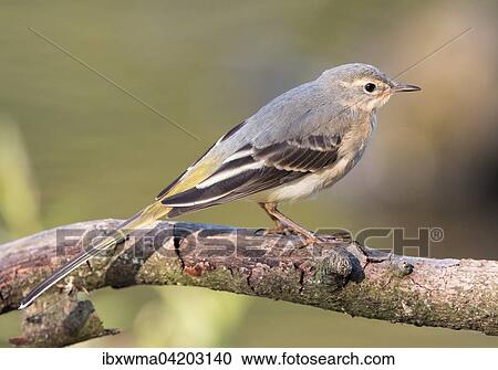 Stock Image - Gray wagtail (Motacilla cinerea), young bird, portrait, perched on branch, Hesse, Germany, Europe. Fotosearch
