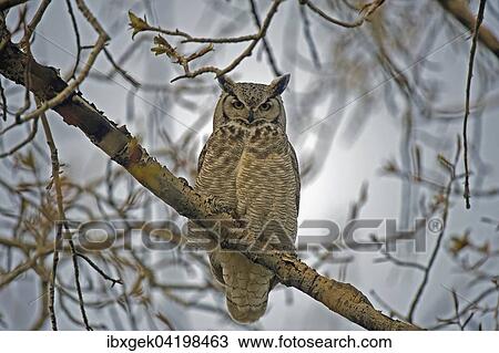 Great horned owl (Bubo virginianus), Waterton Lakes National Park, Alberta Province, Canada, North America View Large Photo Image Stock Image - Great horned owl (Bubo virginianus), Waterton Lakes National Park, Alberta Province, Canada, North America. Fotosearch
