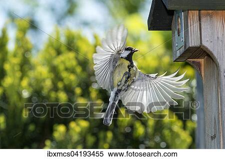 Great Tit (Parus major), approaching a nest box, North Hesse, Hesse, Germany, Europe View Large Photo Image Stock Photography - Great Tit (Parus major), approaching a nest box, North Hesse, Hesse, Germany, Europe. Fotosearch