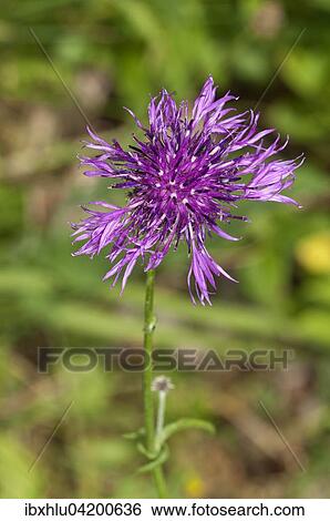 Stock Photograph - Greater Knapweed (Centaurea scabiosa) Baden-Wurttemberg, Germany, Europe. Fotosearch