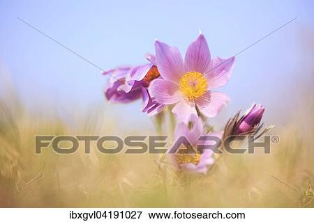 Stock Photo - Greater Pasque Flower (Pulsatilla grandis), Perchtolsdorfer Heide, Lower Austria, Austria, Europe. Fotosearch