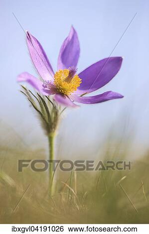 Greater Pasque Flower (Pulsatilla grandis), Perchtolsdorfer Heide, Lower Austria, Austria, Europe View Large Photo Image Stock Photograph - Greater Pasque Flower (Pulsatilla grandis), Perchtolsdorfer Heide, Lower Austria, Austria, Europe. Fotosearch