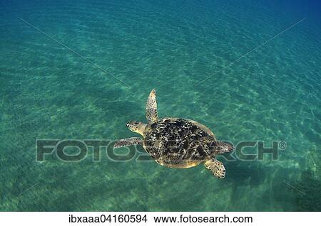 Green Sea Turtle (Chelonia mydas), Red Sea, Marsa Alam, Abu Dabab, Egypt, Africa View Large Photo Image Picture - Green Sea Turtle (Chelonia mydas), Red Sea, Marsa Alam, Abu Dabab, Egypt, Africa. Fotosearch