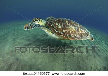 Green Sea Turtle (Chelonia mydas), Red Sea, Marsa Alam, Abu Dabab, Egypt, Africa View Large Photo Image Stock Photo - Green Sea Turtle (Chelonia mydas), Red Sea, Marsa Alam, Abu Dabab, Egypt, Africa. Fotosearch