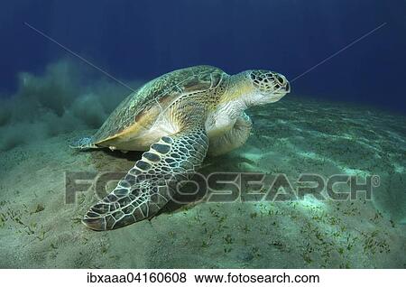 Green Sea Turtle (Chelonia mydas), Red Sea, Marsa Alam, Abu Dabab, Egypt, Africa View Large Photo Image Stock Photo - Green Sea Turtle (Chelonia mydas), Red Sea, Marsa Alam, Abu Dabab, Egypt, Africa. Fotosearch