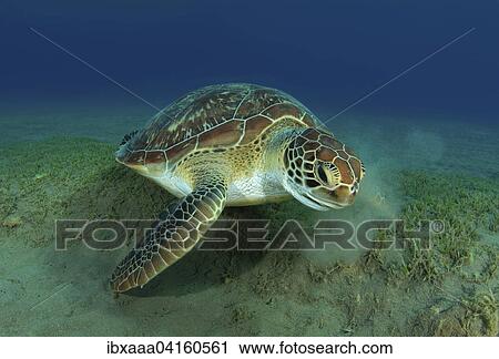 Green Sea Turtle (Chelonia mydas) feeding on sea grass on the sandy bottom, Red Sea, Marsa Alam, Abu Dabab, Egypt, Africa View Large Photo Image Stock Image - Green Sea Turtle (Chelonia mydas) feeding on sea grass on the sandy bottom, Red Sea, Marsa Alam, Abu Dabab, Egypt, Africa. Fotosearch