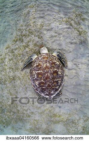 Green Sea Turtle (Chelonia mydas) feeding on sea grass on the sandy bottom, Red Sea, Marsa Alam, Abu Dabab, Egypt, Africa View Large Photo Image Stock Photograph - Green Sea Turtle (Chelonia mydas) feeding on sea grass on the sandy bottom, Red Sea, Marsa Alam, Abu Dabab, Egypt, Africa. Fotosearch