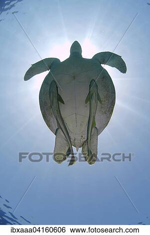 Green Sea Turtle (Chelonia mydas) floating in the blue water, Red Sea, Marsa Alam, Abu Dabab, Egypt, Africa View Large Photo Image Stock Photograph - Green Sea Turtle (Chelonia mydas) floating in the blue water, Red Sea, Marsa Alam, Abu Dabab, Egypt, Africa. Fotosearch