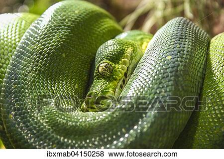 Green Tree Python (Chondropython viridis), captive View Large Photo Image Stock Photo - Green Tree Python (Chondropython viridis), captive. Fotosearch