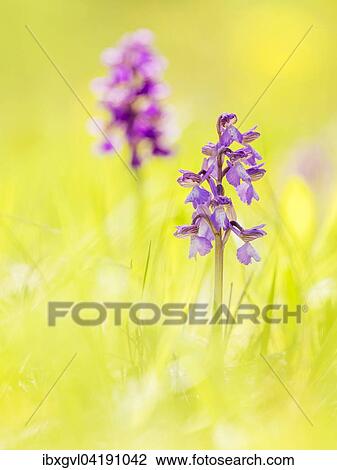 Stock Image - Green-winged orchid (Anacamptis morio), Lobau, Vienna, Austria, Europe. Fotosearch