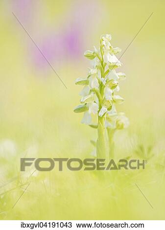 Stock Image - Green-winged orchid (Anacamptis morio), white, Lobau, Vienna, Austria, Europe. Fotosearch