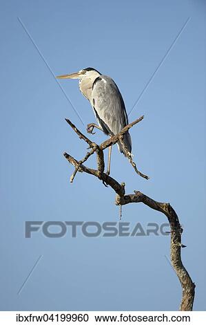 Stock Image - Grey Heron (Ardea cinerea), perched on dry tree top, against a blue sky, South Luangwa National Park, Zambia, Africa. Fotosearch