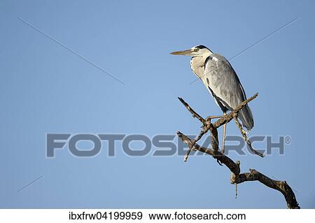 Stock Photo - Grey Heron (Ardea cinerea), perched on dry tree top, against a blue sky, South Luangwa National Park, Zambia, Africa. Fotosearch