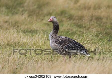 Greylag Goose (Anser anser) in the grass, Texel, West Frisian Islands, Province of North Holland, Holland, Netherlands View Large Photo Image Stock Photo - Greylag Goose (Anser anser) in the grass, Texel, West Frisian Islands, Province of North Holland, Holland, Netherlands. Fotosearch