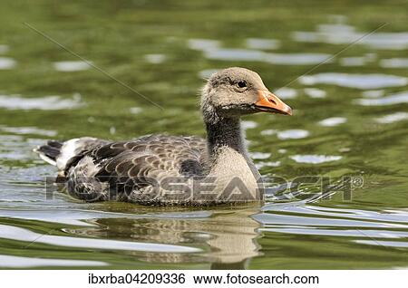Greylag Goose (Anser anser), young bird, Lake Constance, Baden-Wuerttemberg, Germany, Europe View Large Photo Image Stock Photograph - Greylag Goose (Anser anser), young bird, Lake Constance, Baden-Wuerttemberg, Germany, Europe. Fotosearch