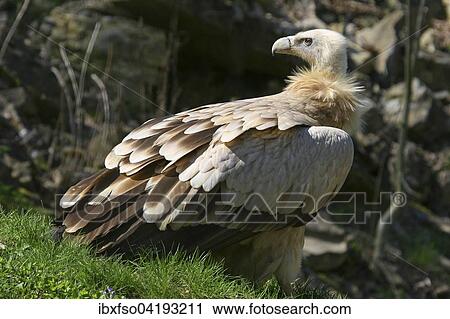 Griffon Vulture (Gyps fulvus), captive, Baden-Wurttemberg, Germany, Europe View Large Photo Image Stock Image - Griffon Vulture (Gyps fulvus), captive, Baden-Wurttemberg, Germany, Europe. Fotosearch