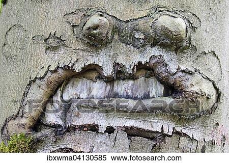 Grimace-like connation on a beech trunk (Fagus sp. ), Hesse, Germany, Europe View Large Photo Image Stock Photography - Grimace-like connation on a beech trunk (Fagus sp. ), Hesse, Germany, Europe. Fotosearch