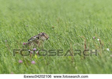 Hare (Lepus europaeus) sitting in tall grass in the rain, Texel, Netherlands View Large Photo Image Stock Photograph - Hare (Lepus europaeus) sitting in tall grass in the rain, Texel, Netherlands. Fotosearch
