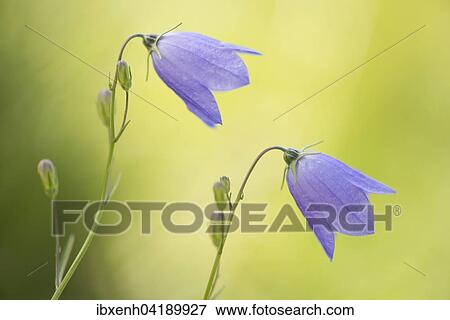 Harebell (Campanula rotundifolia), Vosges, Alsace-Lorraine, France, Europe View Large Photo Image Stock Photo - Harebell (Campanula rotundifolia), Vosges, Alsace-Lorraine, France, Europe. Fotosearch