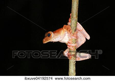 Picture - Harlequin tree frog (Rhacophorus pardalis) at night, Kubah National Park, Sarawak, Borneo, Malaysia, Asia. Fotosearch