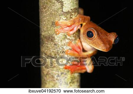Stock Image - Harlequin tree frog (Rhacophorus pardalis) at night, Kubah National Park, Sarawak, Borneo, Malaysia, Asia. Fotosearch