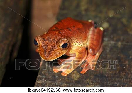 Harlequin tree frog (Rhacophorus pardalis), at night, Kubah National Park, Sarawak, Borneo, Malaysia, Asia View Large Photo Image Stock Photograph - Harlequin tree frog (Rhacophorus pardalis), at night, Kubah National Park, Sarawak, Borneo, Malaysia, Asia. Fotosearch