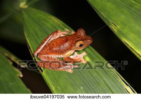 Harlequin tree frog (Rhacophorus pardalis) at night, Kubah National Park, Sarawak, Borneo, Malaysia, Asia View Large Photo Image Stock Photography - Harlequin tree frog (Rhacophorus pardalis) at night, Kubah National Park, Sarawak, Borneo, Malaysia, Asia. Fotosearch