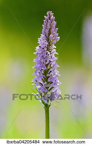 Heath spotted-orchid (Dactylorhiza maculata), North Rhine-Westphalia, Germany, Europe View Large Photo Image Picture - Heath spotted-orchid (Dactylorhiza maculata), North Rhine-Westphalia, Germany, Europe. Fotosearch