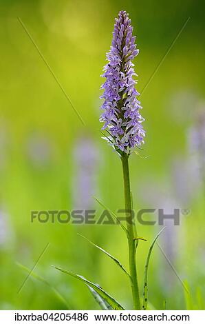 Heath spotted-orchid (Dactylorhiza maculata), North Rhine-Westphalia, Germany, Europe View Large Photo Image Stock Photograph - Heath spotted-orchid (Dactylorhiza maculata), North Rhine-Westphalia, Germany, Europe. Fotosearch