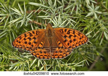 Stock Image - High brown fritillary (Fabriciana adippe) sunbathing on a juniper bush in Degenfeld, Baden-Wurttemberg, Germany, Europe. Fotosearch