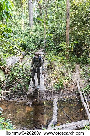 Hiker standing on a tree trunk in the jungle, Kuala Tahan, Taman Negara, Malaysia, Asia View Large Photo Image Stock Photo - Hiker standing on a tree trunk in the jungle, Kuala Tahan, Taman Negara, Malaysia, Asia. Fotosearch