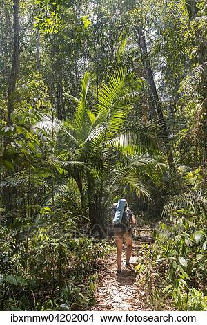 Picture - Hiker, young woman walking along a trail in the jungle, Kuala Tahan, Taman Negara National Park, Malaysia, Asia. Fotosearch
