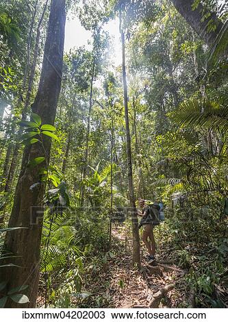 Hiker, young woman walking along a trail in the jungle, Kuala Tahan, Taman Negara National Park, Malaysia, Asia View Large Photo Image Stock Image - Hiker, young woman walking along a trail in the jungle, Kuala Tahan, Taman Negara National Park, Malaysia, Asia. Fotosearch