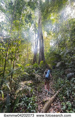 Hiker, young woman walking along a trail in the jungle, Kuala Tahan, Taman Negara National Park, Malaysia, Asia View Large Photo Image Stock Image - Hiker, young woman walking along a trail in the jungle, Kuala Tahan, Taman Negara National Park, Malaysia, Asia. Fotosearch