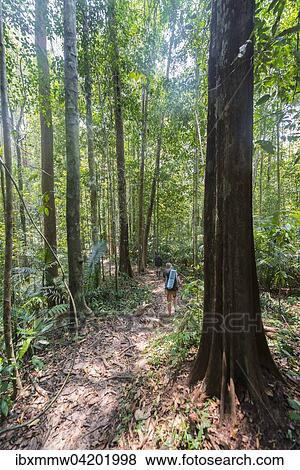 Stock Photo - Hiker, young woman walking along a trail in the jungle, Kuala Tahan, Taman Negara National Park, Malaysia, Asia. Fotosearch
