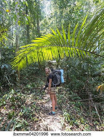 Hiker, young woman walking along a trail in the jungle, Kuala Tahan, Taman Negara National Park, Malaysia, Asia View Large Photo Image Stock Photograph - Hiker, young woman walking along a trail in the jungle, Kuala Tahan, Taman Negara National Park, Malaysia, Asia. Fotosearch