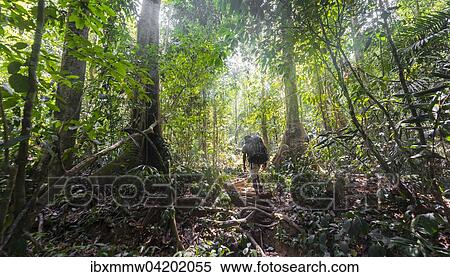 Hikers, man walking on a footpath through the jungle, Kuala Tahan, Taman Negara National Park, Malaysia, Asia View Large Photo Image Stock Photography - Hikers, man walking on a footpath through the jungle, Kuala Tahan, Taman Negara National Park, Malaysia, Asia. Fotosearch