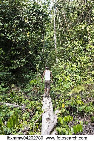 Hikers, man walking on a tree trunk in the jungle, Kuala Tahan, Taman Negara, Malaysia, Asia View Large Photo Image Stock Image - Hikers, man walking on a tree trunk in the jungle, Kuala Tahan, Taman Negara, Malaysia, Asia. Fotosearch