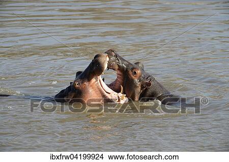 Picture - Hippopotamuses (Hippopotamus amphibicus), females, fighting, with open mouth, Luangwa River, South Luangwa National Park, Zambia, Africa. Fotosearch